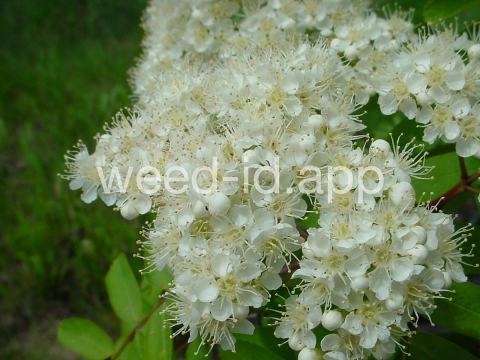 mountain-ash, European